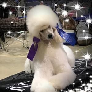 Meet your Posher, Alex